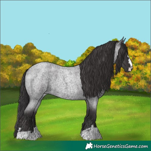Horse Color:Smoky Blue Roan 