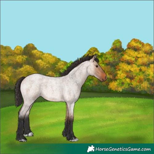 Horse Color:Bay Roan Dun