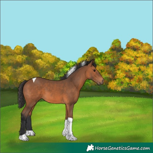 Horse Color:Bay Tobiano