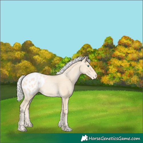 Horse Color:Silver Smoky Black Pearl Appaloosa 