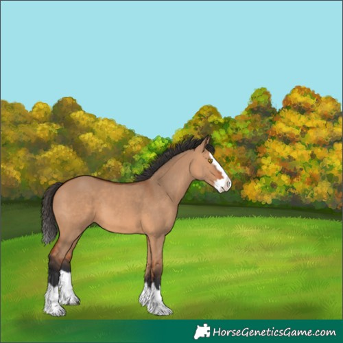 Horse Color:Bay Dun Splash 