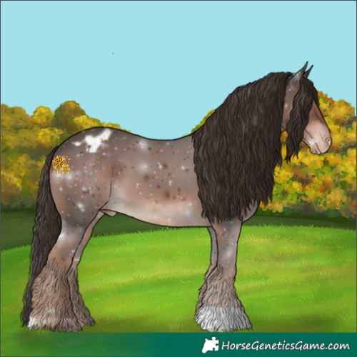 Horse Color:Liver Chestnut Appaloosa 