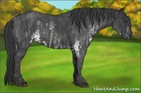 Horse Color:White Spotted Blue Roan Rabicano  Brindle