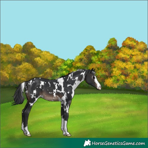 Horse Color:White Spotted Brown 