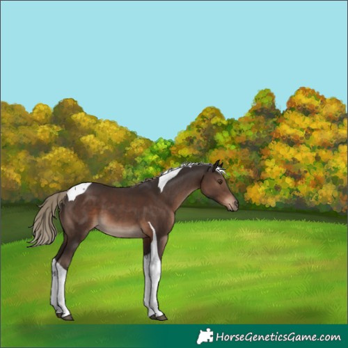 Horse Color:Liver Chestnut Tobiano 