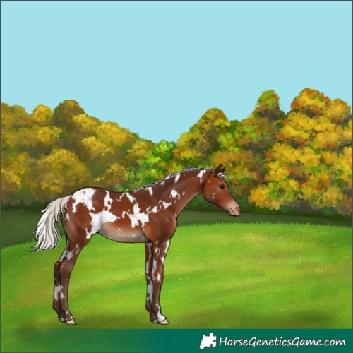 Horse Color:White Spotted Silver Bay Appaloosa 
