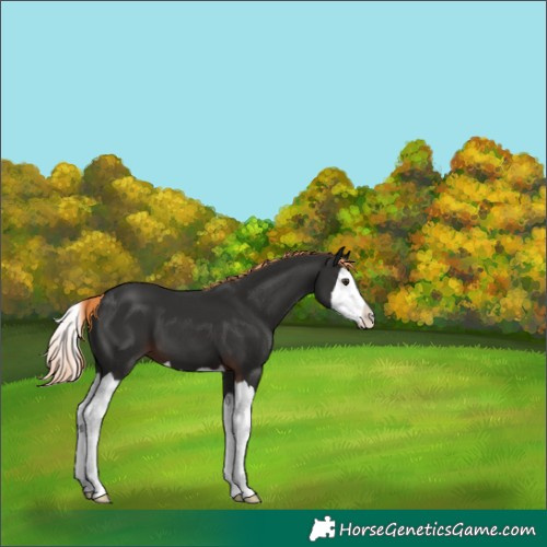 Horse Color:Liver Chestnut Splash 