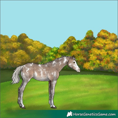 Horse Color:White Spotted Silver Brown Dun Sabino 