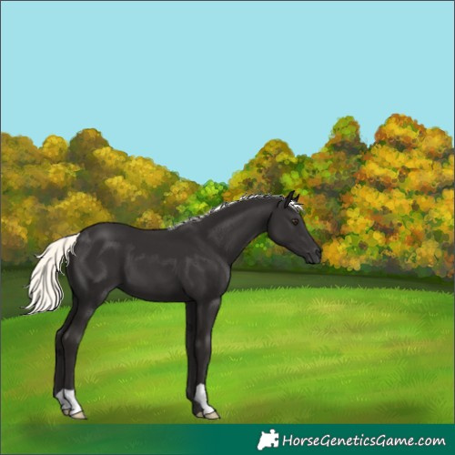 Horse Color:Liver Chestnut Mushroom 