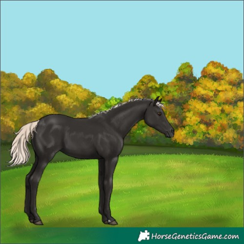 Horse Color:Liver Chestnut Mushroom 