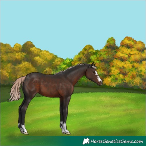 Horse Color:Liver Chestnut Mushroom 