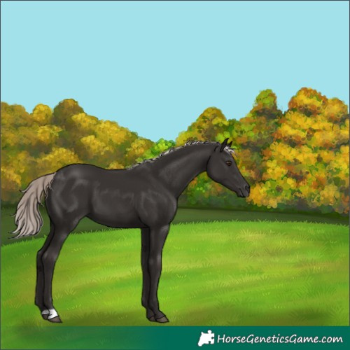 Horse Color:Liver Chestnut Mushroom 
