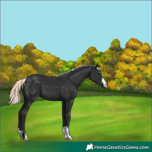 Horse Color:Liver Chestnut Mushroom 