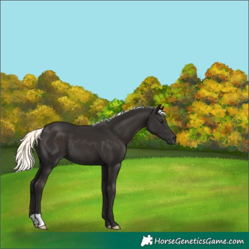 Horse Color:Liver Chestnut Mushroom 