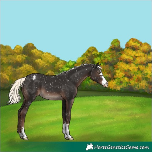 Horse Color:Liver Chestnut Mushroom Snowflake Varnish 