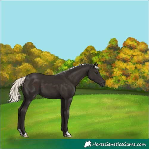 Horse Color:Liver Chestnut Mushroom 