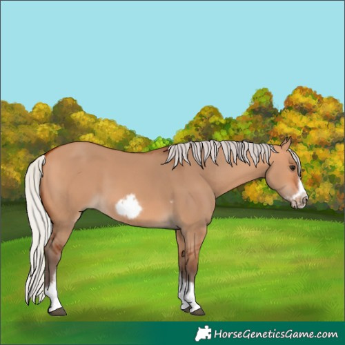 Horse Color:Silver Bay Dun Sabino Tobiano Frame Rabicano 