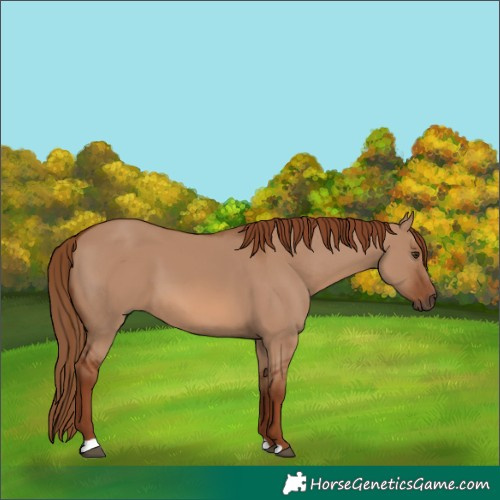 Horse Color:Red Dun 