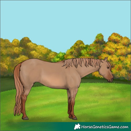 Horse Color:Red Dun 