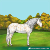 Horse Color:Palomino Near Leopard  and Palomino Frame Near Leopard 
