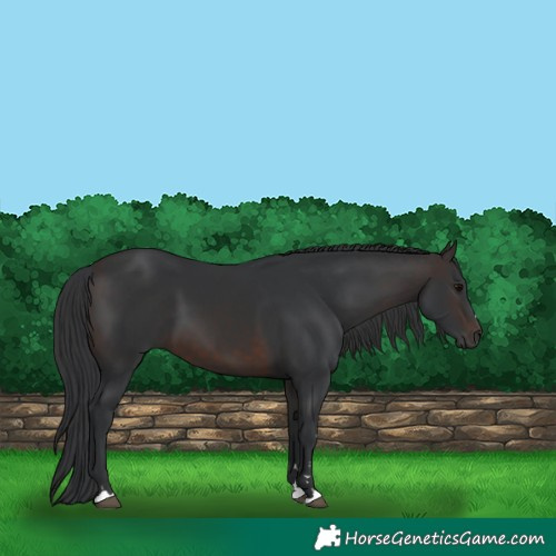 Horse Color:Brown 