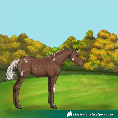 Horse Color:White Spotted Silver Black 