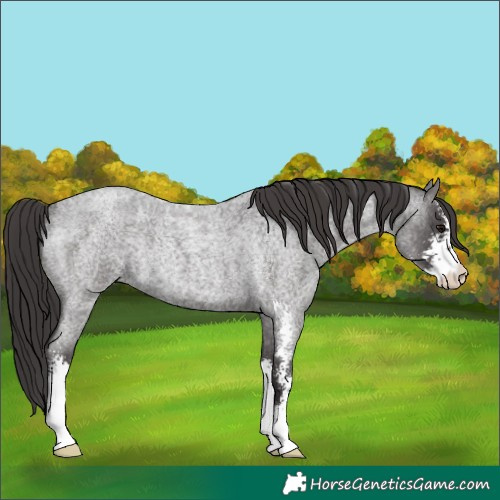 Horse Color:Smoky Blue Roan Sabino Rabicano 
