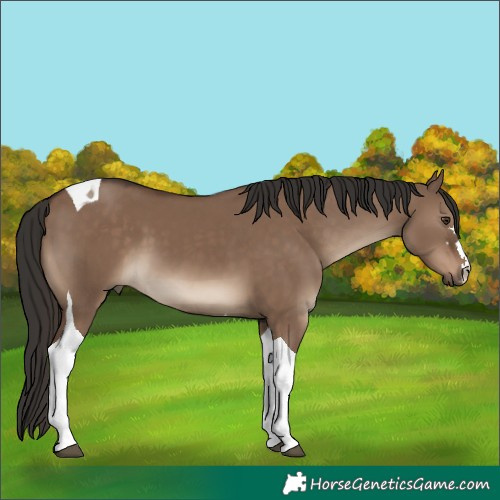 Horse Color:Liver Red Dun Tobiano 