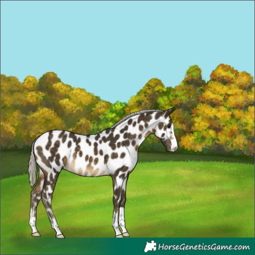 Horse Color:Silver Buckskin Near Leopard 