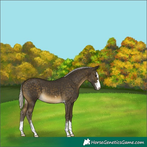 Horse Color:Silver Buckskin 
