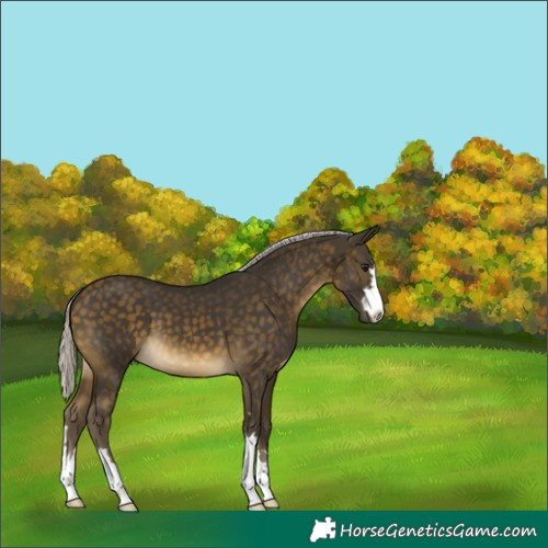 Horse Color:Silver Buckskin 