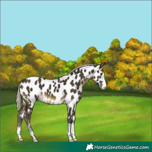 Horse Color:Silver Buckskin Near Leopard 