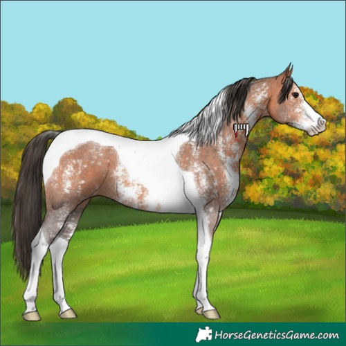 Horse Color:Bay Sabino Tobiano 