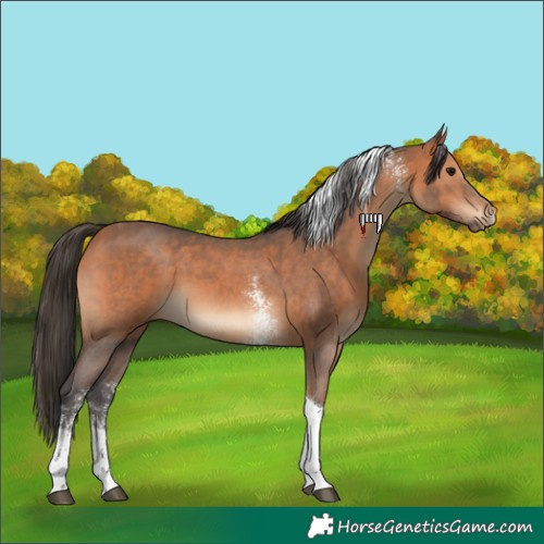 Horse Color:Bay Sabino Tobiano 