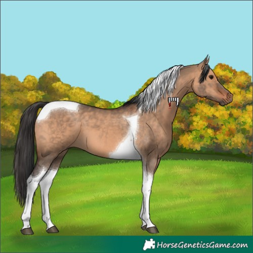 Horse Color:Brown Dun Tobiano 