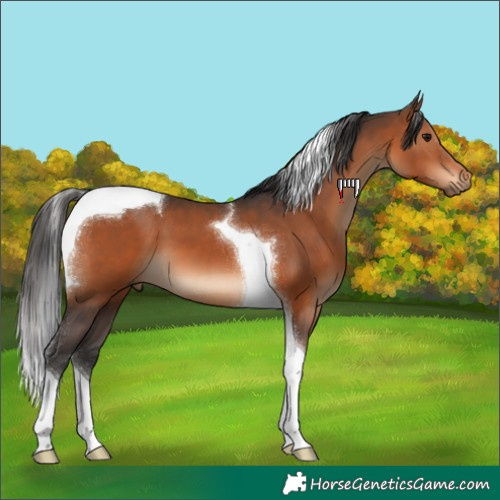 Horse Color:Brown Tobiano 