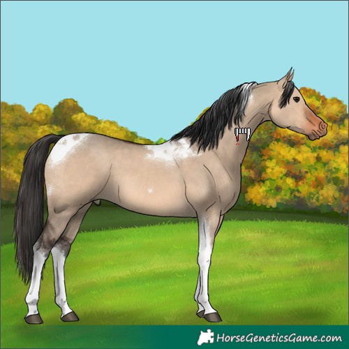 Horse Color:Brown Dun Tobiano 