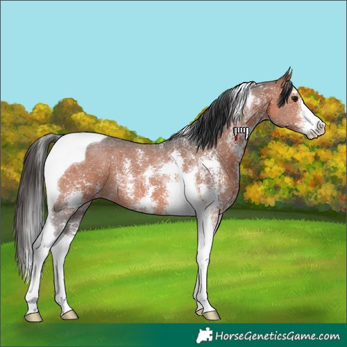 Horse Color:Bay Sabino Tobiano 