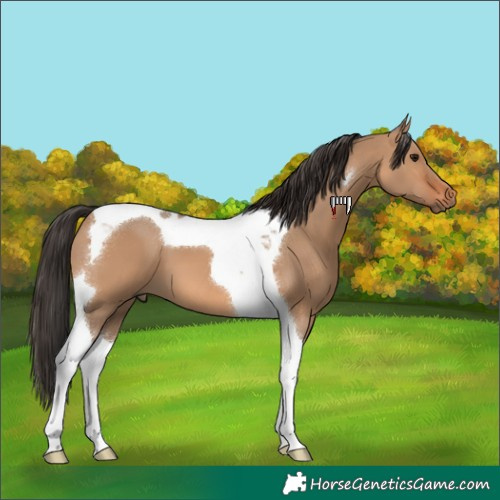 Horse Color:Bay Dun Tobiano 