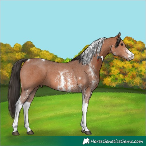 Horse Color:Bay Sabino Tobiano 