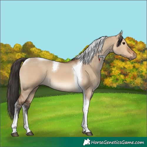 Horse Color:Bay Dun Tobiano 