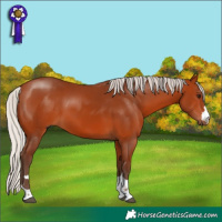 Horse Color:Silver Bay 