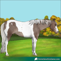 Horse Color:Silver Black Tobiano Varnish 