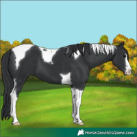 Horse Color:Black Tobiano 