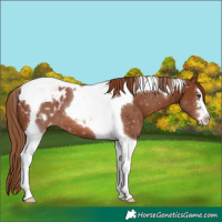 Horse Color:Chestnut Tobiano Blanket 