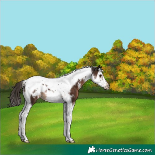 Horse Color:White Spotted Liver Chestnut Splash Tobiano Frame 