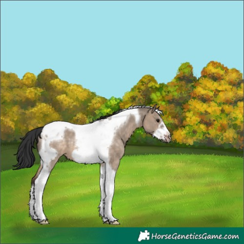 Horse Color:Brown Dun Tobiano Frame 