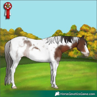 Horse Color:Liver Chestnut Tobiano Frame 