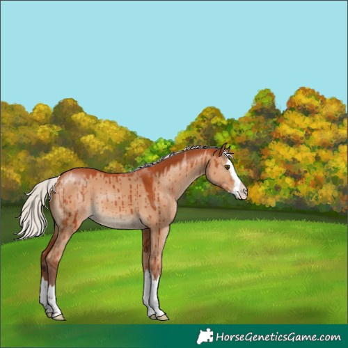Horse Color:Silver Bay Dun Splash Brindle 