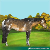 Horse Color:White Spotted Buckskin Tobiano 